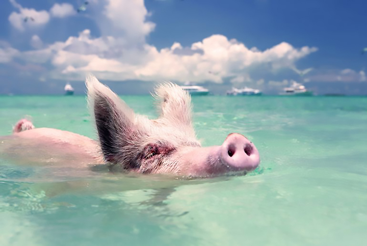 An der Pig Beach lebt ein Rudel von rund 20 zutraulichen Schweinen, die gerne im Meer schwimmen und sich mit Brot und Früchten füttern lassen.